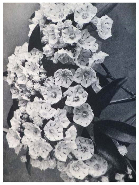 The Cultivated Evergreens: A Handbook of the Coniferous and Most Important Broad-Leaved Evergreens Planted for Ornament in the United State and Canada
