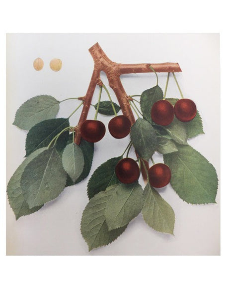 The Cherries of New York (Report of the New York Agricultural Experiment Station for the Year 1914, Volume II) (State of New York - Department of Agriculture Twenty-Second Annual Report, Vol. 2, Part II)