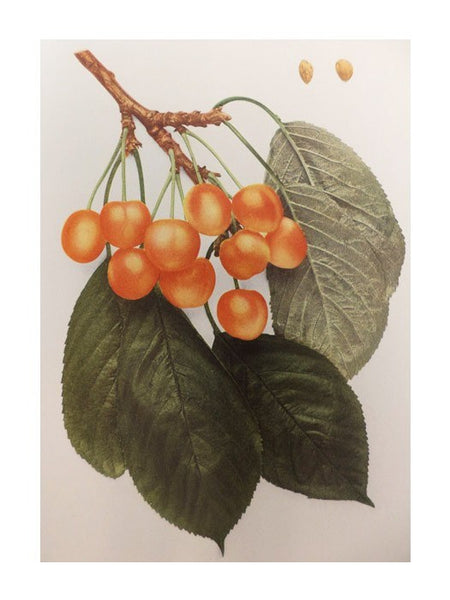 The Cherries of New York (Report of the New York Agricultural Experiment Station for the Year 1914, Volume II) (State of New York - Department of Agriculture Twenty-Second Annual Report, Vol. 2, Part II)