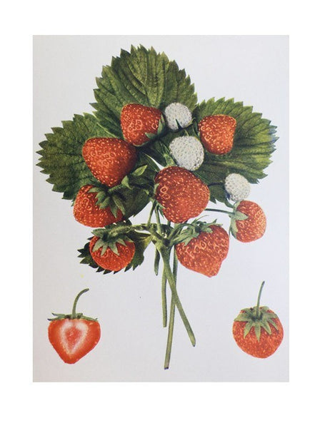 The Small Fruits of New York (Report of the New York Agricultural Experiment Station for the Year Ending June 30, 1925, Volume II) (State of New York - Department of Farms and Markets Thirty-third Annual Report, Part II)