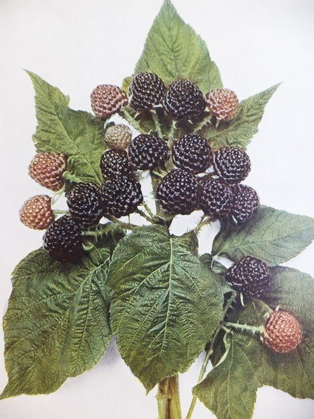 The Small Fruits of New York (Report of the New York Agricultural Experiment Station for the Year Ending June 30, 1925, Volume II) (State of New York - Department of Farms and Markets Thirty-third Annual Report, Part II)