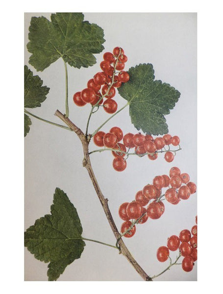 The Small Fruits of New York (Report of the New York Agricultural Experiment Station for the Year Ending June 30, 1925, Volume II) (State of New York - Department of Farms and Markets Thirty-third Annual Report, Part II)