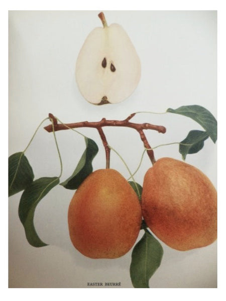The Pears of New York (Report of the New York Agricultural Experiment Station for the Year 1921, Volume II) (State of New York - Department of Agriculture Twenty-Ninth Annual Report, Vol. 2, Part II)