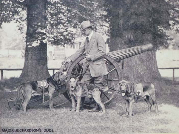 Major Richardson's Dogs [World War I; Dogs][Print]