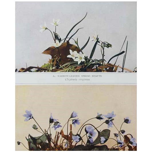 Wild Flowers of New York: The University of the State of New York State Museum [Wildflowers]