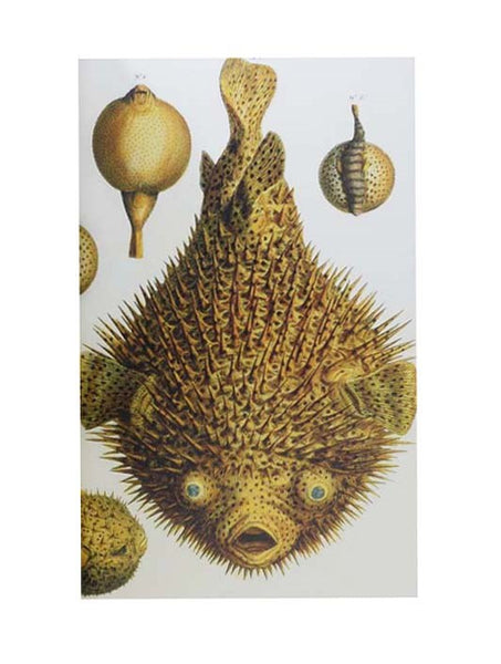 Cabinet of Natural Curiosities: The Colored Plates, 1734-1765