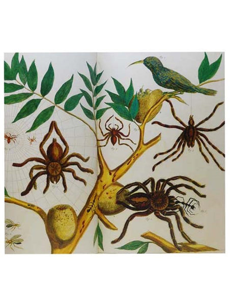 Cabinet of Natural Curiosities: The Colored Plates, 1734-1765