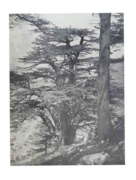 Aristocrats of the Trees