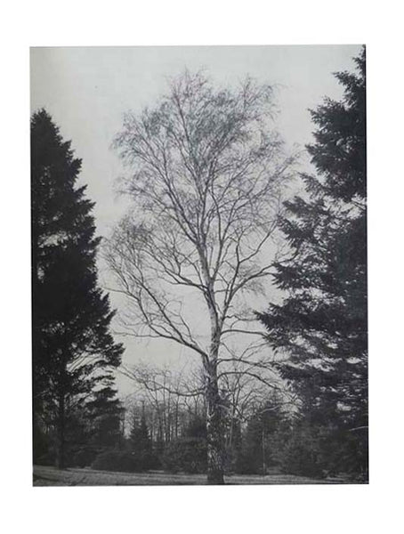 Aristocrats of the Trees