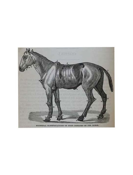 The Illustrated Stock Doctor and Live-Stock Encyclopedia, Including Horses, Cattle, Sheep, Swine and Poultry, with All the Facts Concerning the Various Breeds and Their Characteristics, Breaking, Training, Sheltering, Buying, Selling, Profitable Use, and…