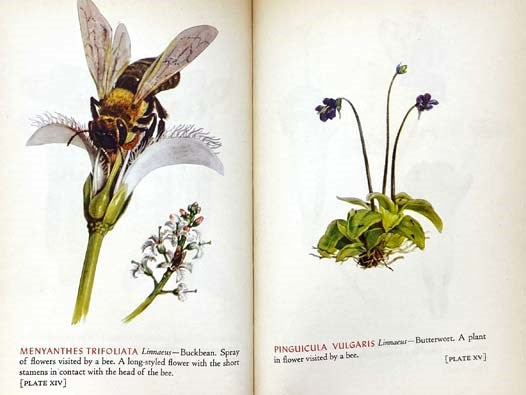 Glass Flowers in the Ware Collection in the Botanical Museum of Harvard University (Insect Pollination Series)