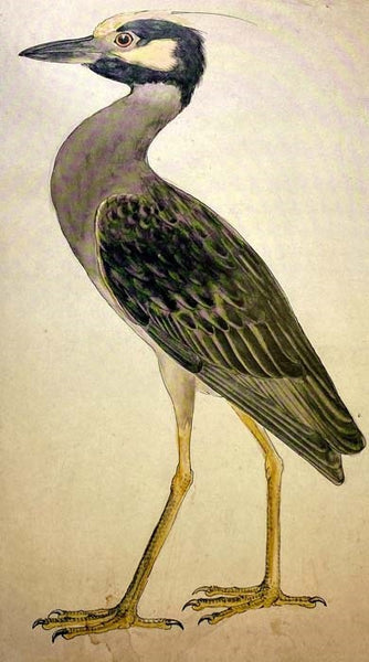 Birds