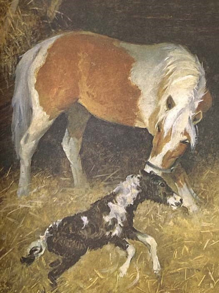 Stormy, Misty's Foal