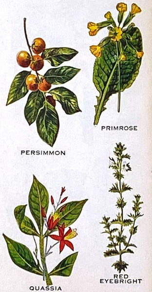 The Herbalist