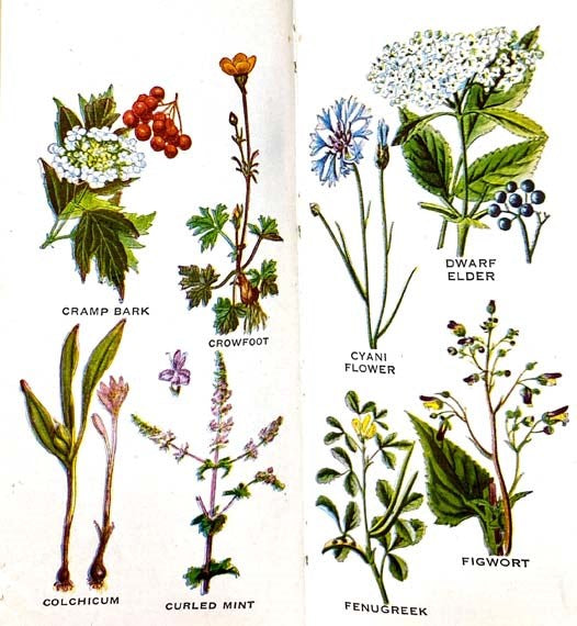 The Herbalist