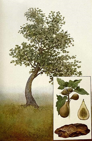 The Grocer's Encyclopedia: A Compendium of Useful Information Concerning Foods of All Kinds. How They are Raised, Prepared and Marketed. How to Care for Them in the Store and Home. How Best to Use and Enjoy Them--and Other Valuable Information for Grocer…