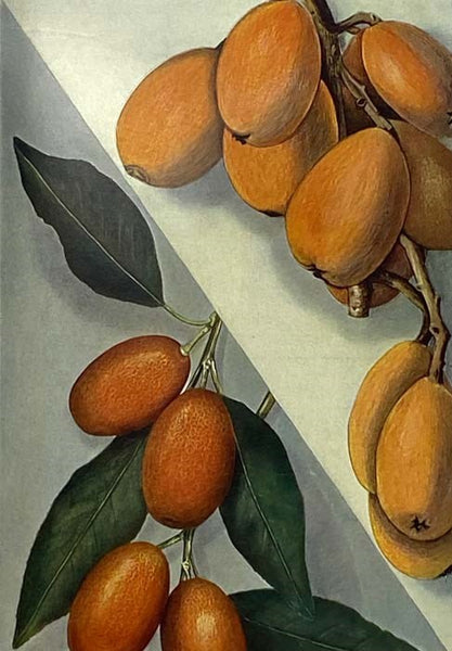 The Grocer's Encyclopedia: A Compendium of Useful Information Concerning Foods of All Kinds. How They are Raised, Prepared and Marketed. How to Care for Them in the Store and Home. How Best to Use and Enjoy Them--and Other Valuable Information for Grocer…