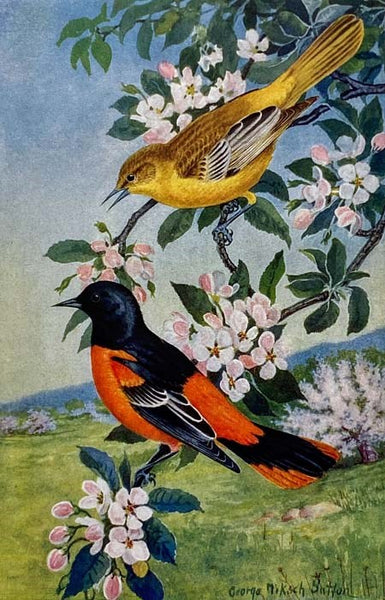 An Introduction to the Birds of Pennsylvania