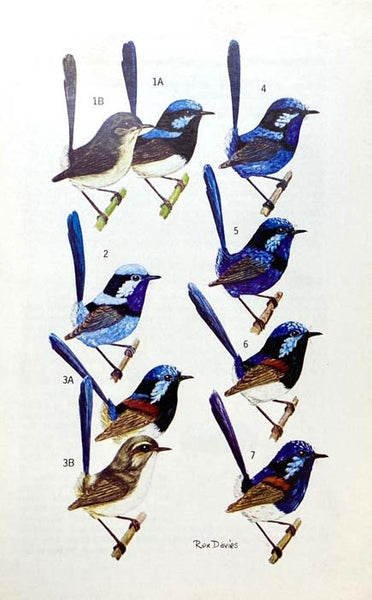 Australian Warblers