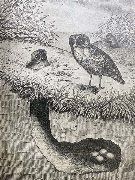 Nests and Eggs of North American Birds