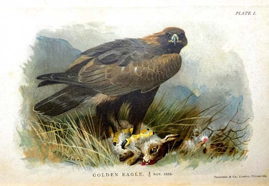 British Birds