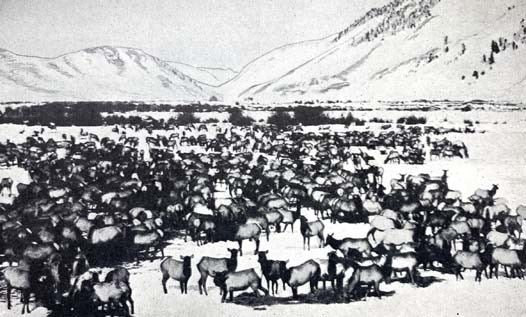 Wilderness Hunting and Wildcraft, with Notes on the Habits and Life Histories of Big Game Animals