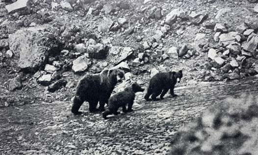 Wilderness Hunting and Wildcraft, with Notes on the Habits and Life Histories of Big Game Animals