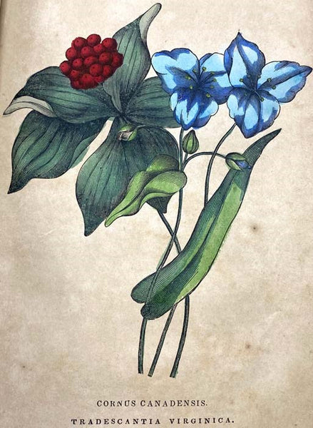 The Family Circle, and Parlor Annual, 1848, Vol. VI [Volume 6]