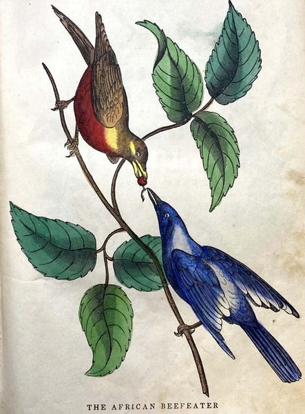 The Family Circle, and Parlor Annual, 1848, Vol. VI [Volume 6]