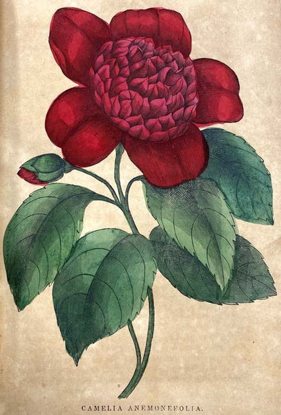 The Family Circle, and Parlor Annual, 1848, Vol. VI [Volume 6]