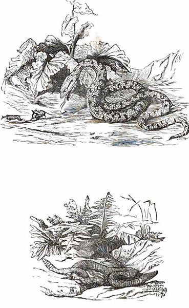 Histoire Naturelle des Oiseaux, des Reptiles et des Poissons.