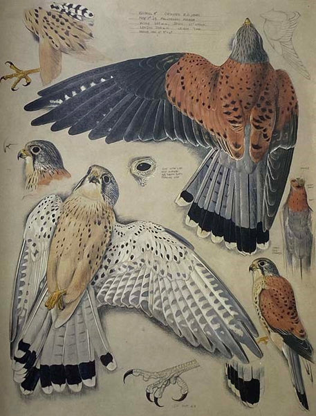 Tunnicliffe's Birds: Measured Drawings by C.F. Tunnicliffe RA