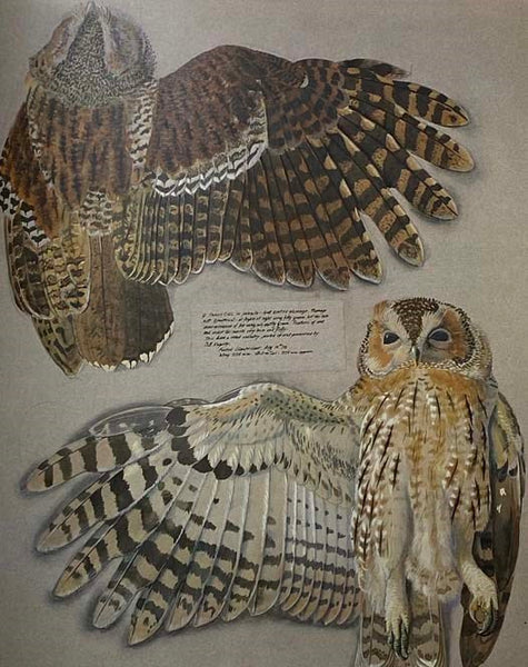 Tunnicliffe's Birds: Measured Drawings by C.F. Tunnicliffe RA