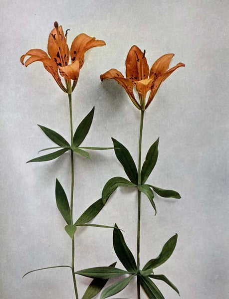Wild Flowers of New York, in Two Parts (The University of the State of New York State Memoir 15) [Wildflowers]