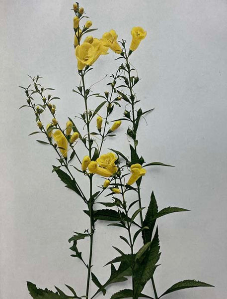 Wild Flowers of New York, in Two Parts (The University of the State of New York State Memoir 15) [Wildflowers]