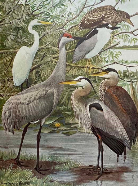 Birds of New York, Complete in Two Volumes (New York State Education Department, Memoir 12) [with] Birds of New York Portfolio [with] Birds We Know