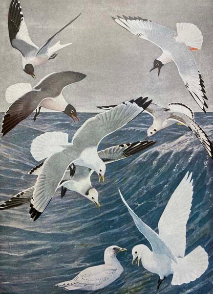 Birds of New York, Complete in Two Volumes (New York State Education Department, Memoir 12) [with] Birds of New York Portfolio [with] Birds We Know