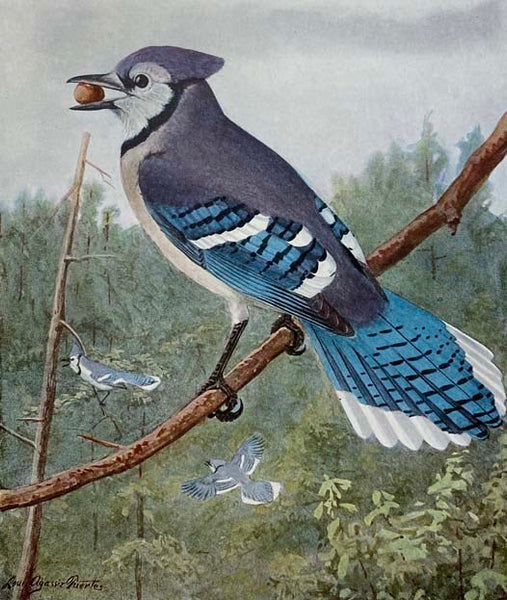 Birds of New York, Complete in Two Volumes (New York State Education Department, Memoir 12) [with] Birds of New York Portfolio [with] Birds We Know