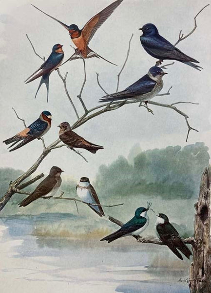 Birds of New York, Complete in Two Volumes (New York State Education Department, Memoir 12) [with] Birds of New York Portfolio [with] Birds We Know