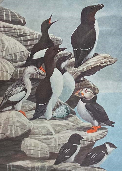 Birds of New York, Complete in Two Volumes (New York State Education Department, Memoir 12) [with] Birds of New York Portfolio [with] Birds We Know