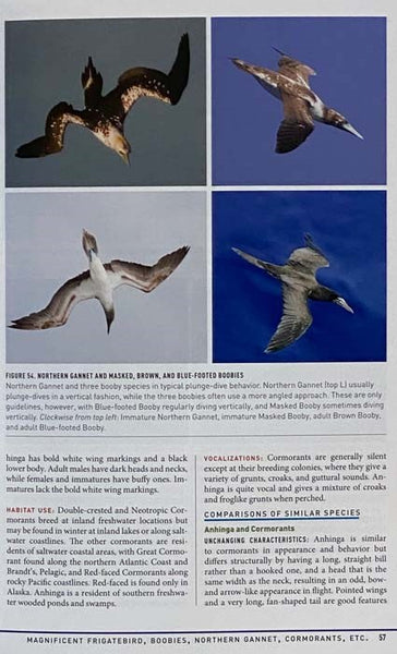 Peterson Reference Guide to Birding by Impression: A Different Approach to Knowing and Identifying Birds