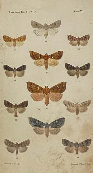 Bound Volume of Offprints and Extracts on Butterflies: Synopsis of the Thysanura of Essex County, Mass., with Descriptions of a Few Extralimital Forms; Descriptions of New American Phalaenidae.; Notes on the Lepidoptera of America.; Check List of the Noc…