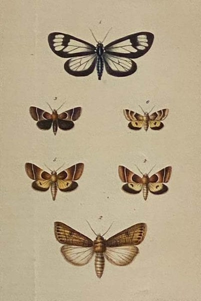 Bound Volume of Offprints and Extracts on Butterflies: Synopsis of the Thysanura of Essex County, Mass., with Descriptions of a Few Extralimital Forms; Descriptions of New American Phalaenidae.; Notes on the Lepidoptera of America.; Check List of the Noc…