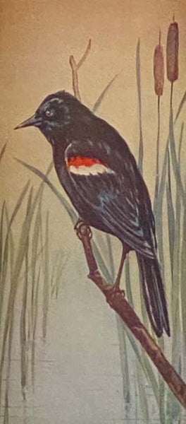 Field Book of Wild Birds and Their Music