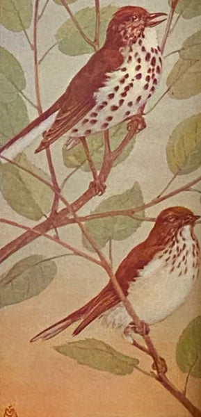 Field Book of Wild Birds and Their Music
