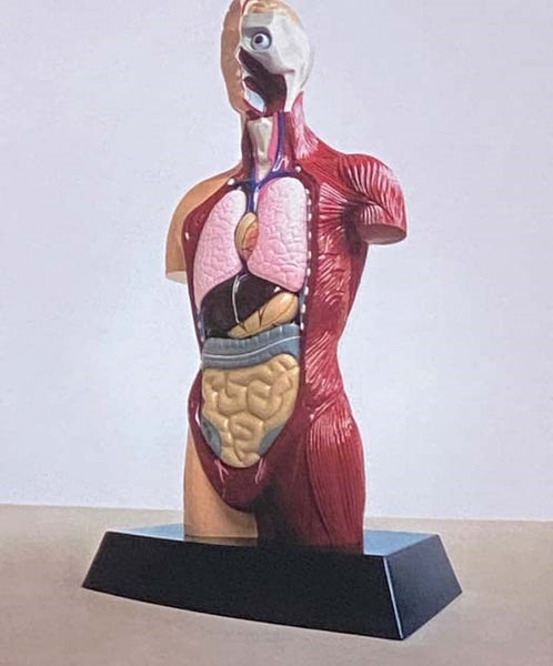 Anatomy: Exploring the Human Body