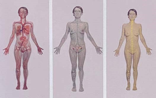 Anatomy: Exploring the Human Body