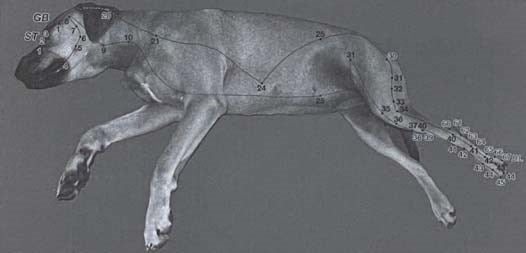 Xie's Veterinary Acupuncture