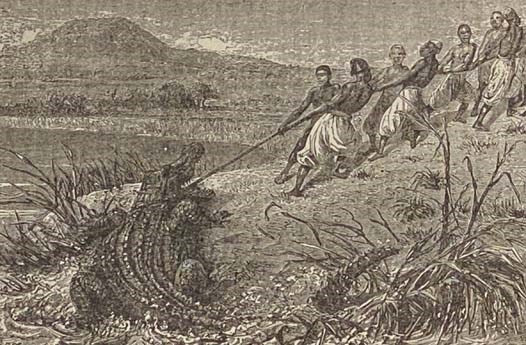 Wonders of the Tropics; or, Explorations and Adventures by Henry M. Stanley and Other World-Renowned Travelers, Containing Thrilling Accounts of Famous Expeditions, Miraculous Escapes, Wild Sports of the Jungle, and Plain, Curious Customs of Savage Races…