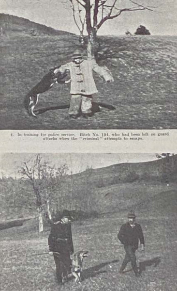 Working Dogs: An Attempt to Produce a Strain of German Shepherds Which Combines Working Ability and Beauty of Conformation
